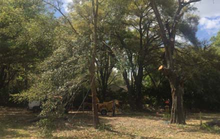 Tree Pruning in Sanford, Florida