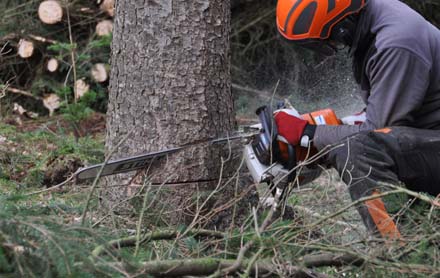 Tree Removal in Sanford, Florida