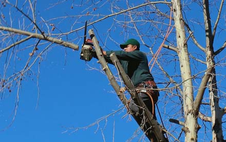 Tree Trimming in Sanford, Florida