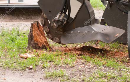 Stump Removal in Sanford, Florida